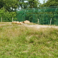 Givskud Zoo 8